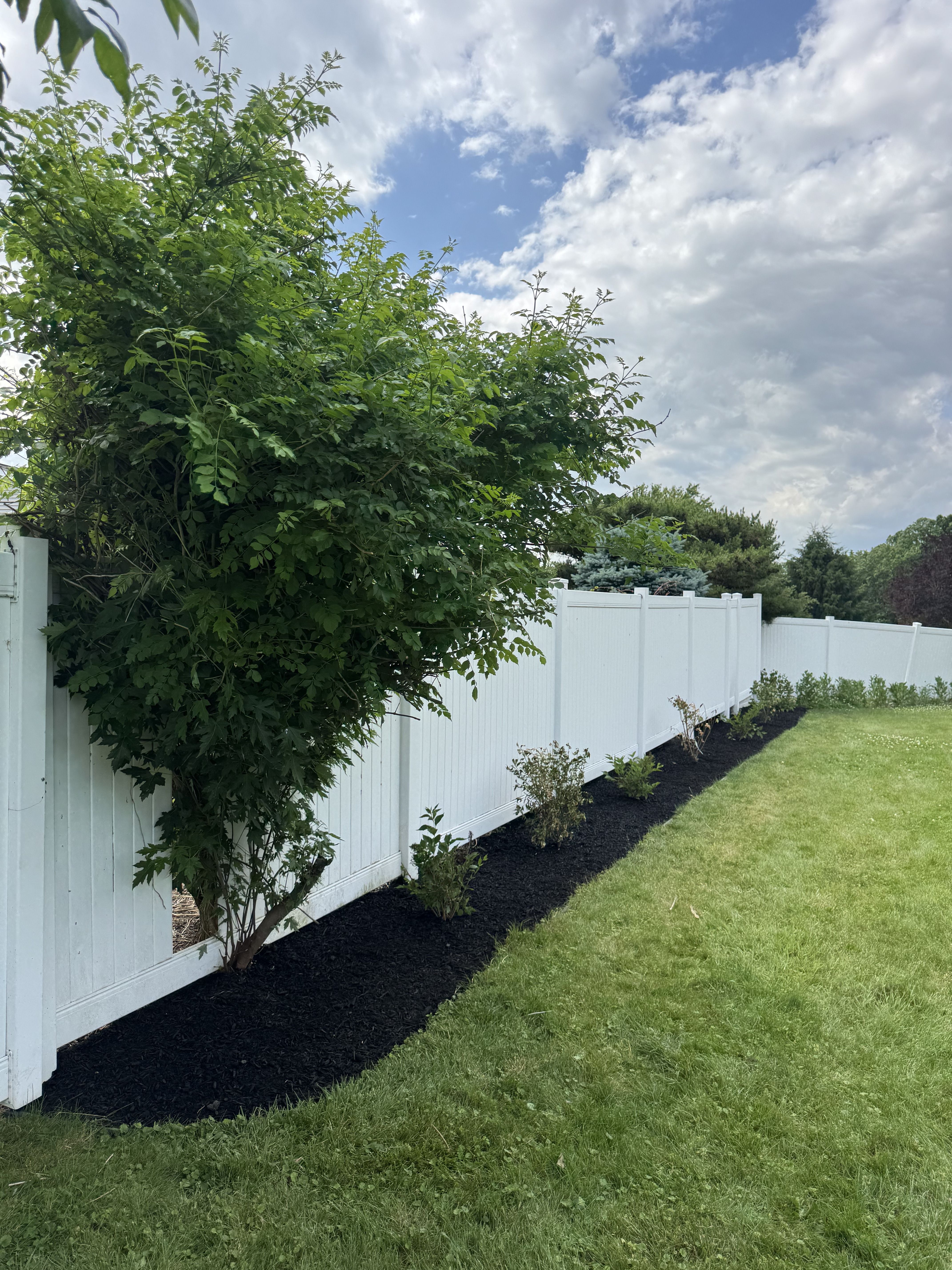 Large bed area after mulch installation