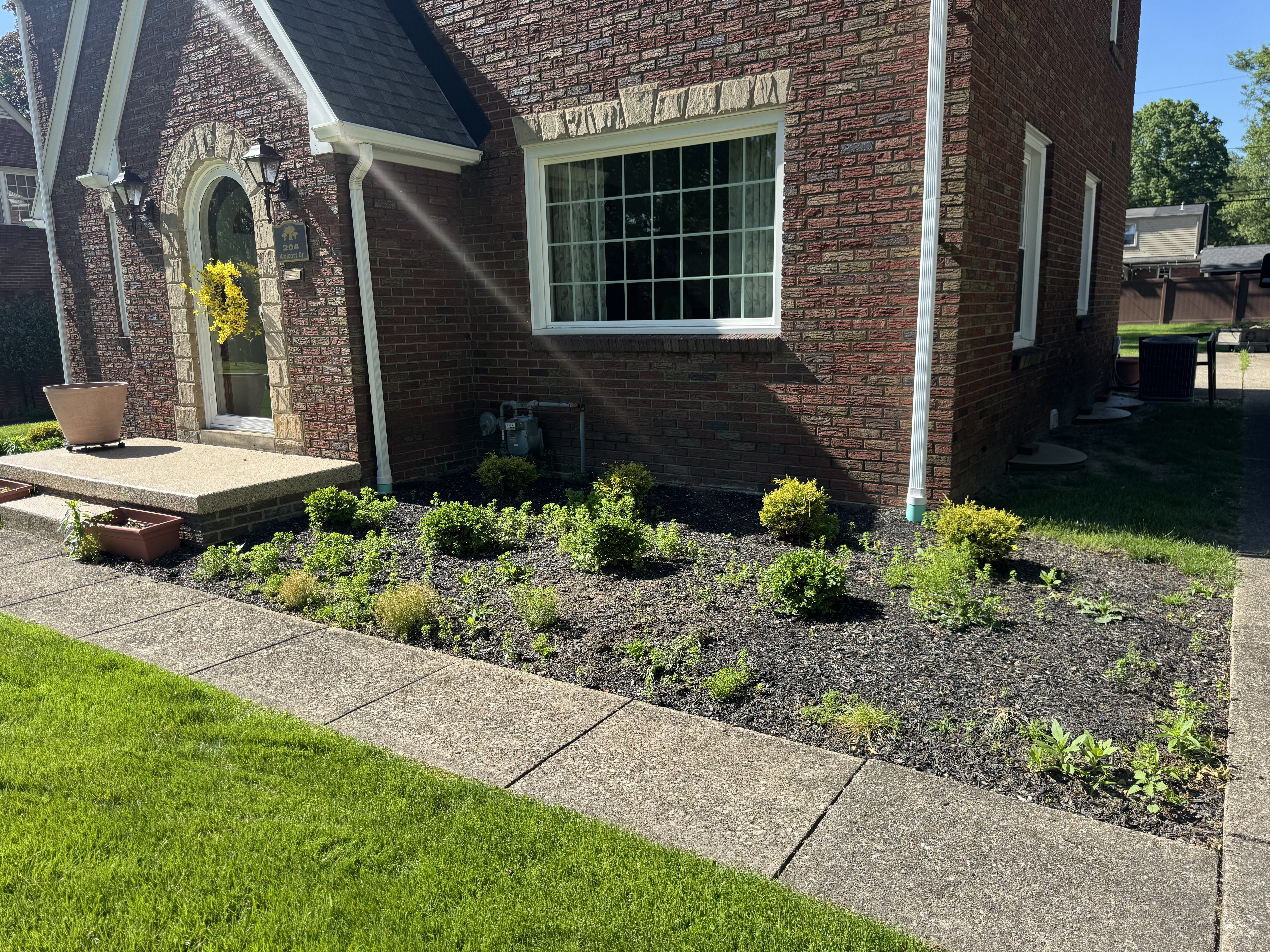 Overgrown mulch beds before landscaping