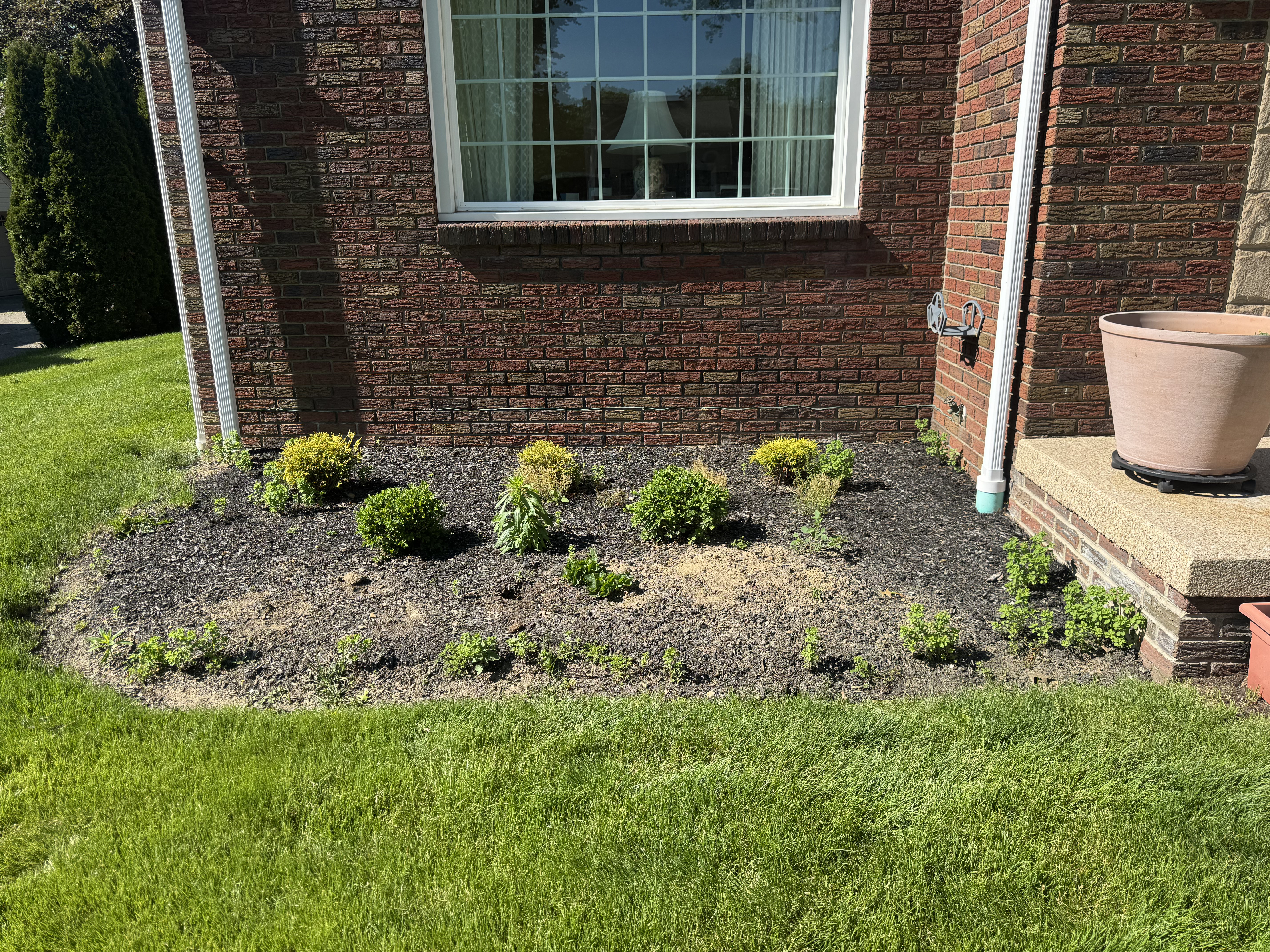 Tired mulch around trees before refresh