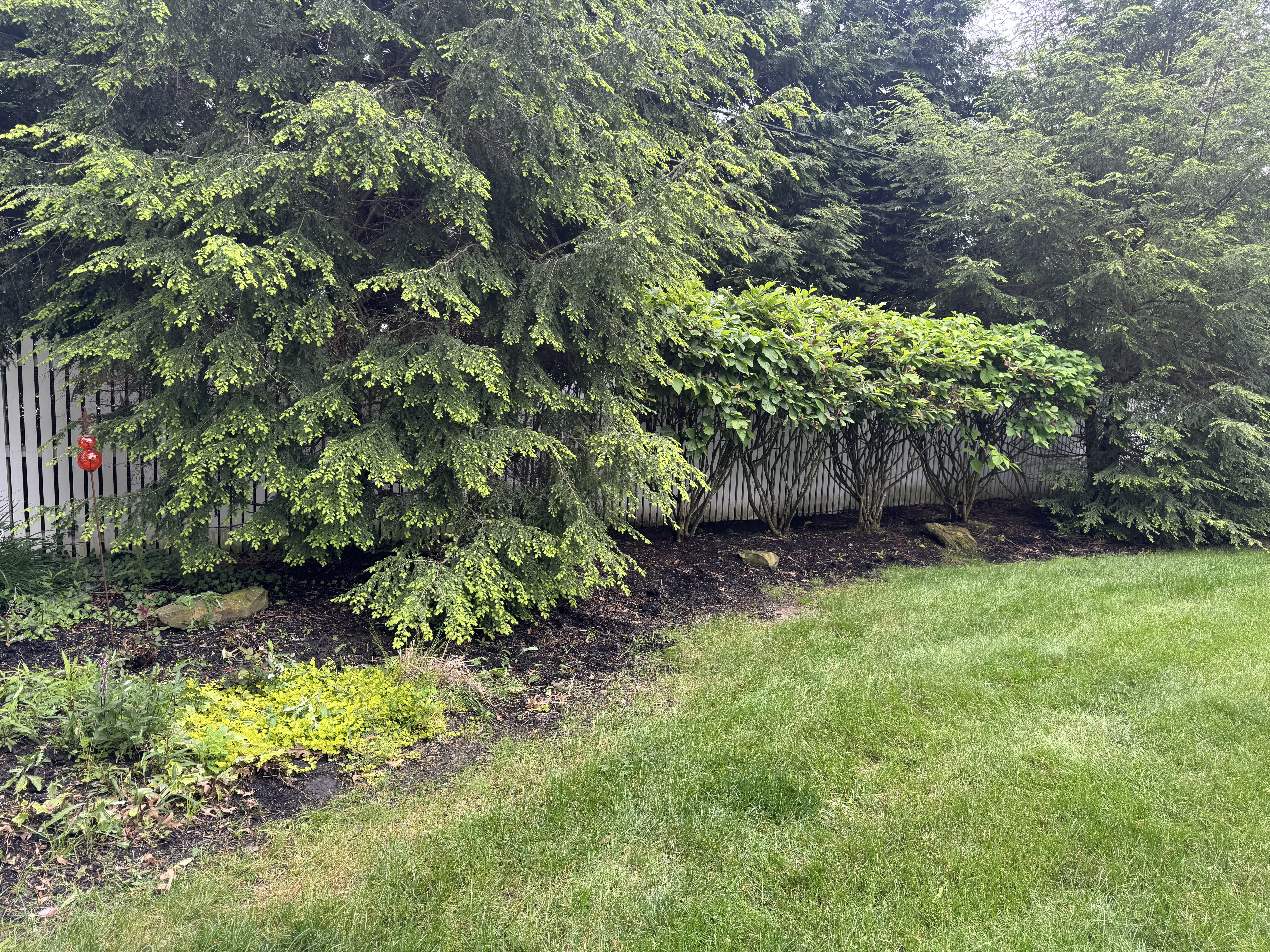 Neglected flower bed before professional weeding